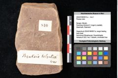 Foto (Objekt + Etikett) von Plantae indet. (NHMW-GEO-2024-0188-0810a)